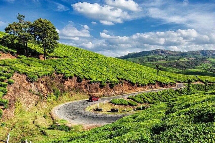 From Kochi: Day Tour to Munnar with Tea Garden and Waterfalls