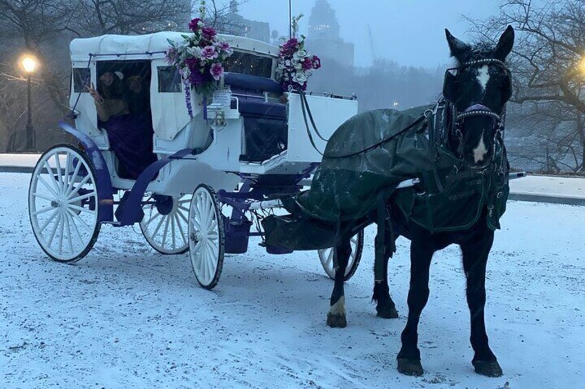 Private Horse Carriage Rides Since 1858 in NYC Central Park