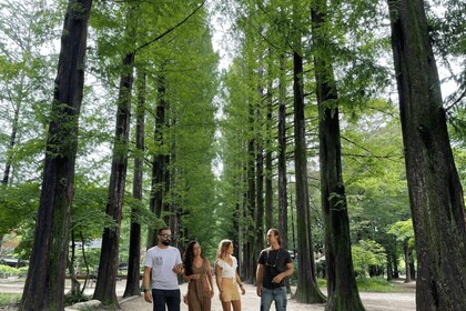 Seoul: Gangwon-do Day Trip with Alpaca World & Nami Island