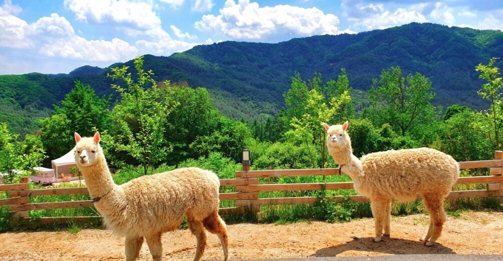 Picture 9 for Activity Seoul: Gangwon-do Day Trip with Alpaca World & Nami Island