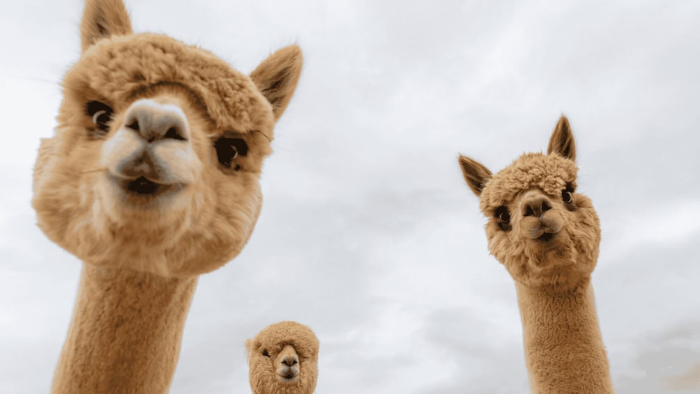 Picture 2 for Activity Seoul: Gangwon-do Day Trip with Alpaca World & Nami Island