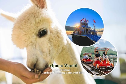 Seoul: Dagsutflykt till Gangwon-do med Alpaca World & Nami Island