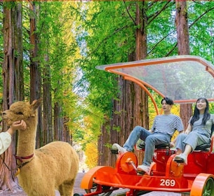 Seoul: Gangwon-do Day Trip with Alpaca World & Nami Island