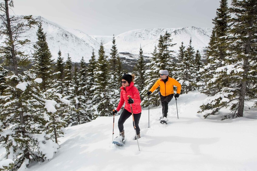 Picture 2 for Activity Gaspésie: National Park Entry Ticket with Snowshoe Rental