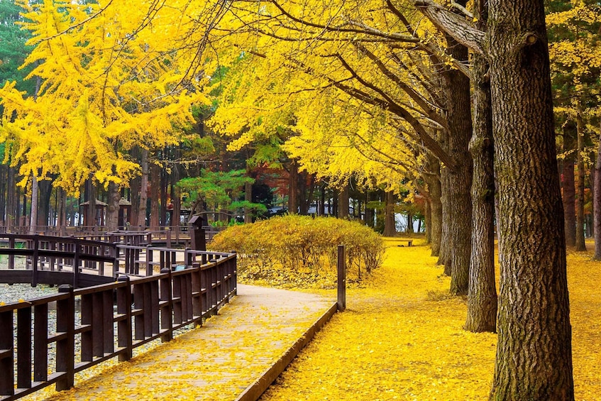 Picture 15 for Activity From Seoul: Nami Island, Korean Garden & Rail Bike Day Trip