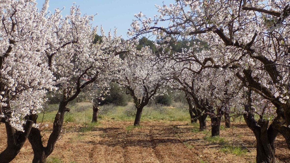 Picture 3 for Activity From Albir, Altea, Benidorm & Calpe: Jalón Valley Excursion