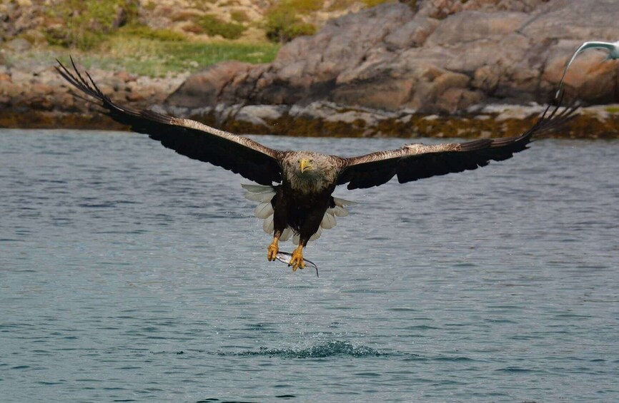 Picture 2 for Activity From Svolvær: RIB Sea Eagle Safari Trollfjord Cruise