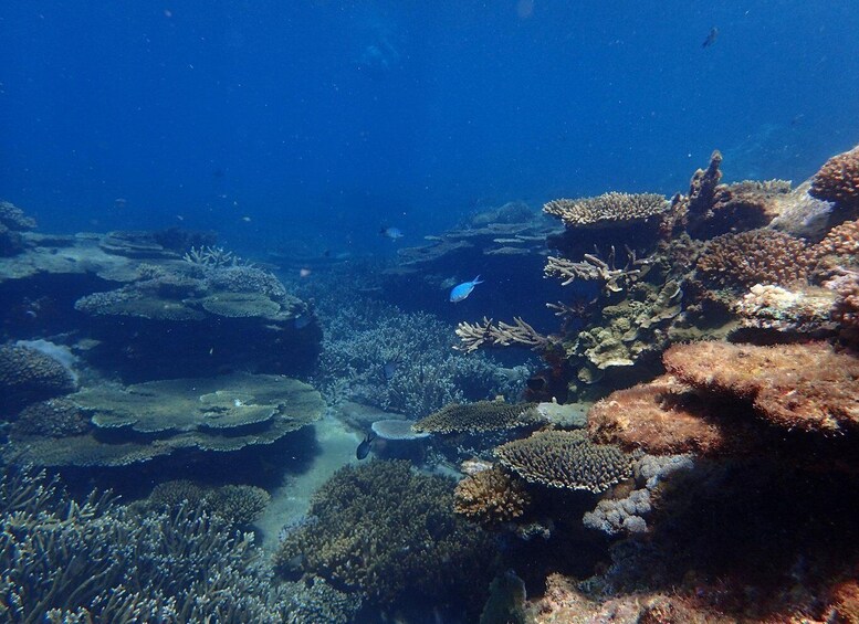 Picture 8 for Activity From Rosslyn: Great Keppel Island Adventure Tour with Lunch