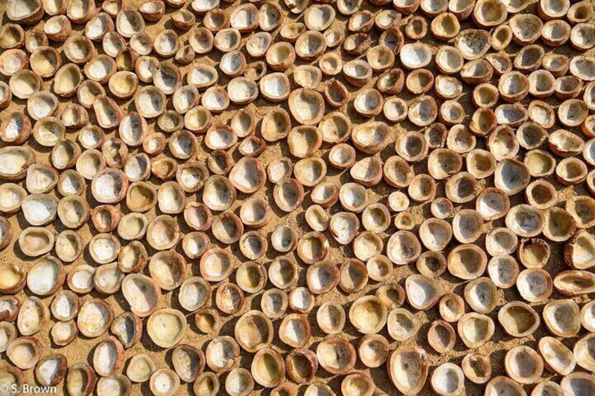 Basking in the Sun: Witness the age-old tradition of drying coconuts!