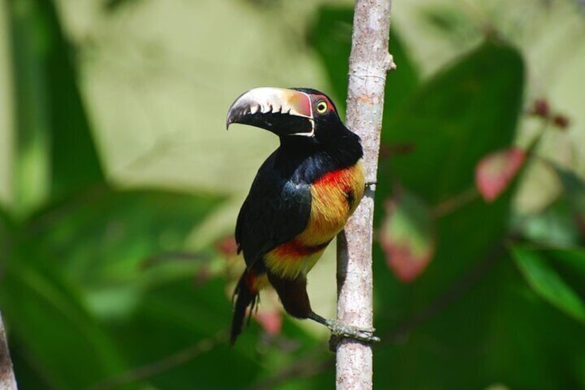 Collared Aracari