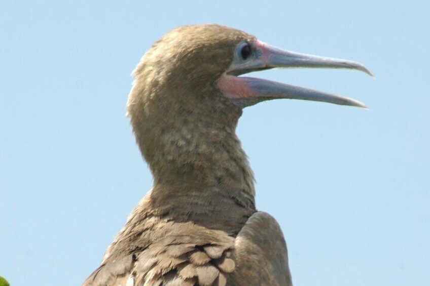 3-hour Belize Birdwatching Guided Tour