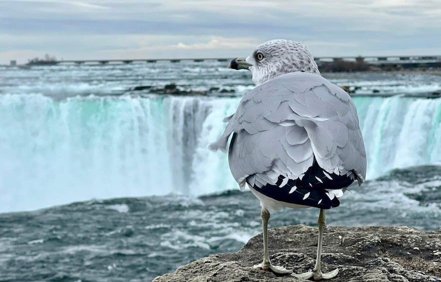 Picture 28 for Activity Toronto: Niagara Falls Day & Evening Tour + Top Attractions