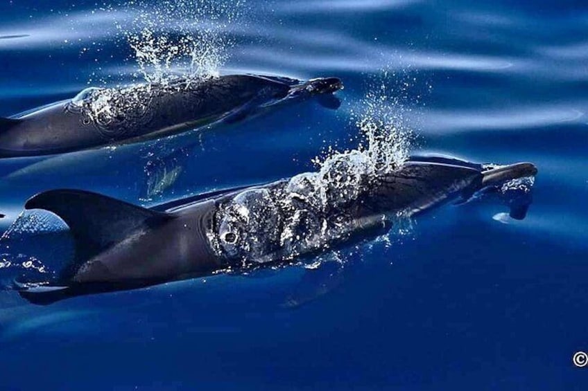 Common Dolphins Blowing in the waters off Puerto Calero 