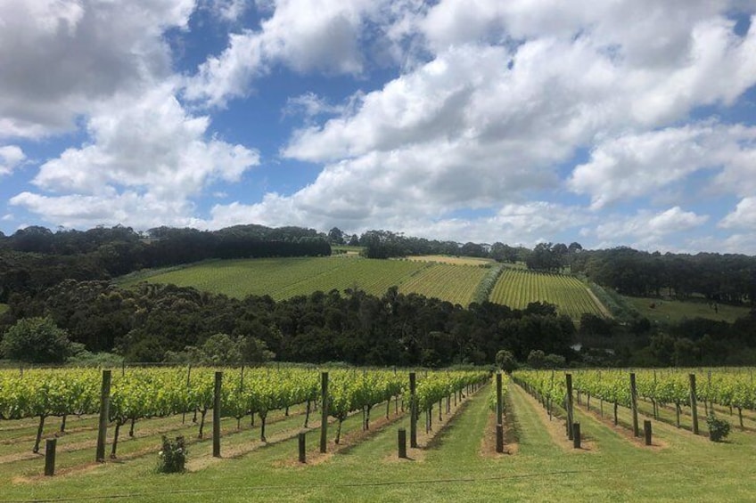 Mornington Peninsula Winery Tour Including Wine Tastings and 2-Course Lunch