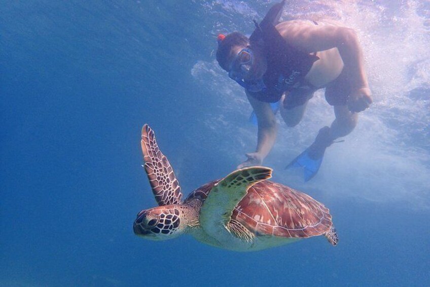 Turtle Beach Power Snorkeling Adventure Pickup Excluded