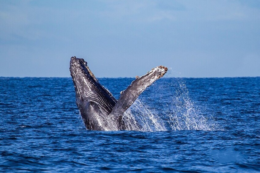 Whale Watching Adventure In Puerto Vallarta with Lunch Included