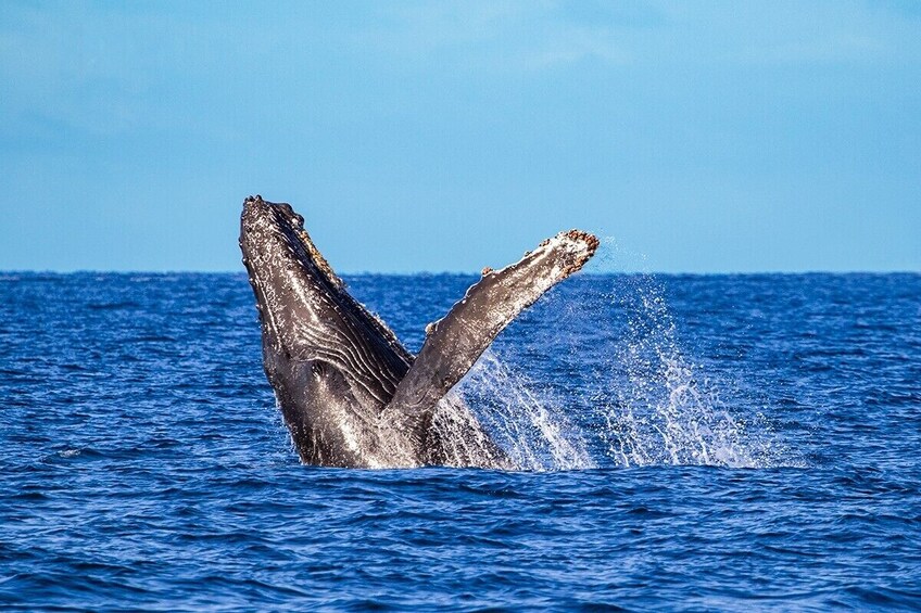 Whale Watching Adventure In Puerto Vallarta with Lunch Included