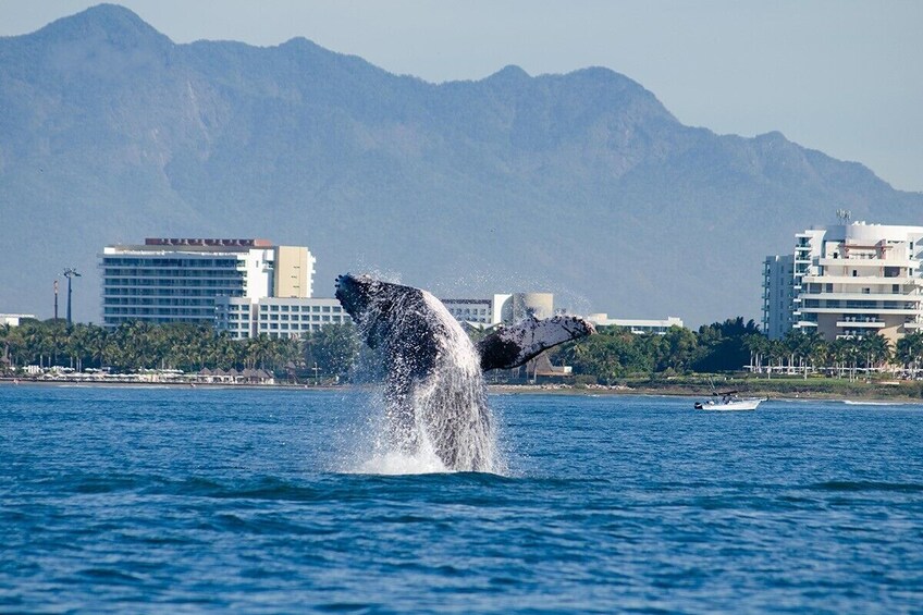 Whale Watching Adventure In Puerto Vallarta with Lunch Included