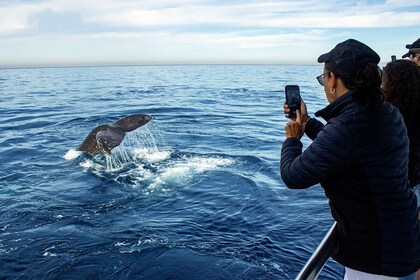 Whale Watching Adventure In Puerto Vallarta with Lunch Included