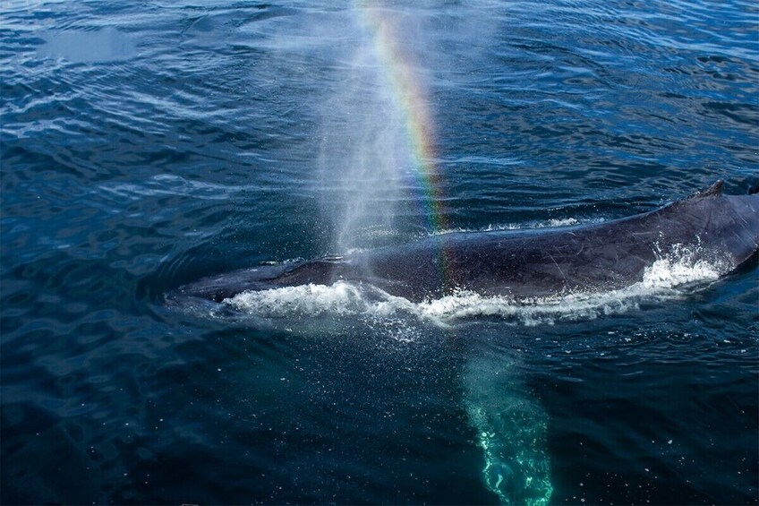 Whale Watching Adventure In Puerto Vallarta with Lunch Included