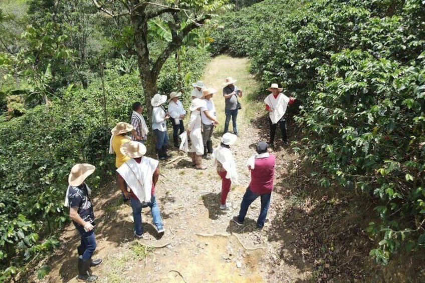 Get to know Colombian coffee from the heart of a family farm.