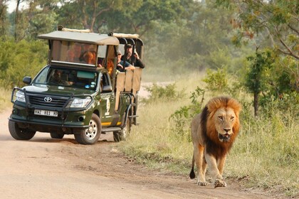 Kruger National Park: Morgen-safari