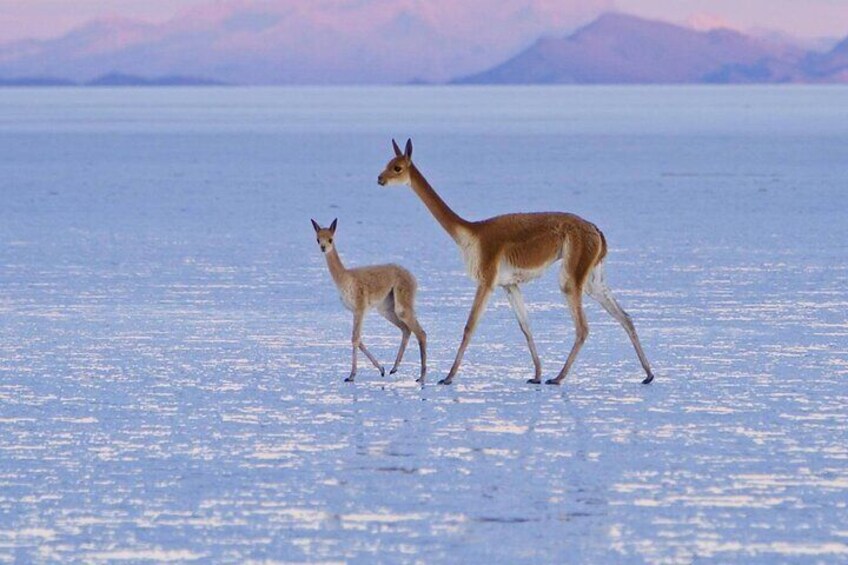 2-Day Private Tour to Salar de Uyuni and Laguna Colorada