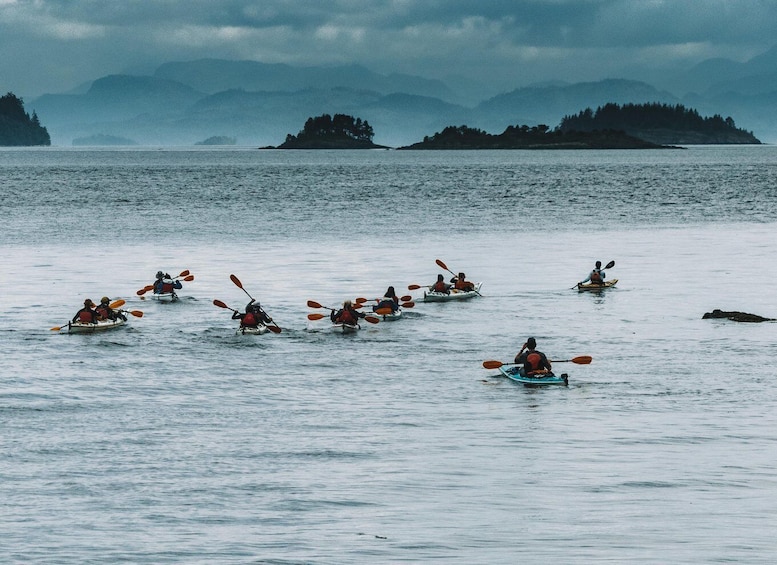Telegraph Cove: 2 Hour Family Fun Kayaking Tour