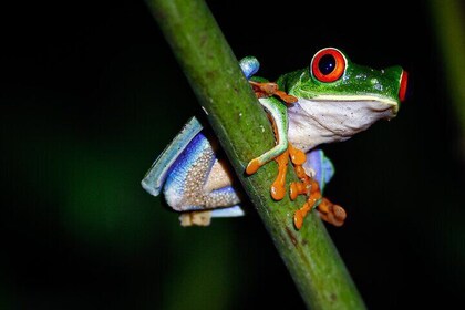 Jungle Night Tour in Río Celeste, Costa Rica