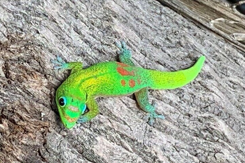 Gecko
