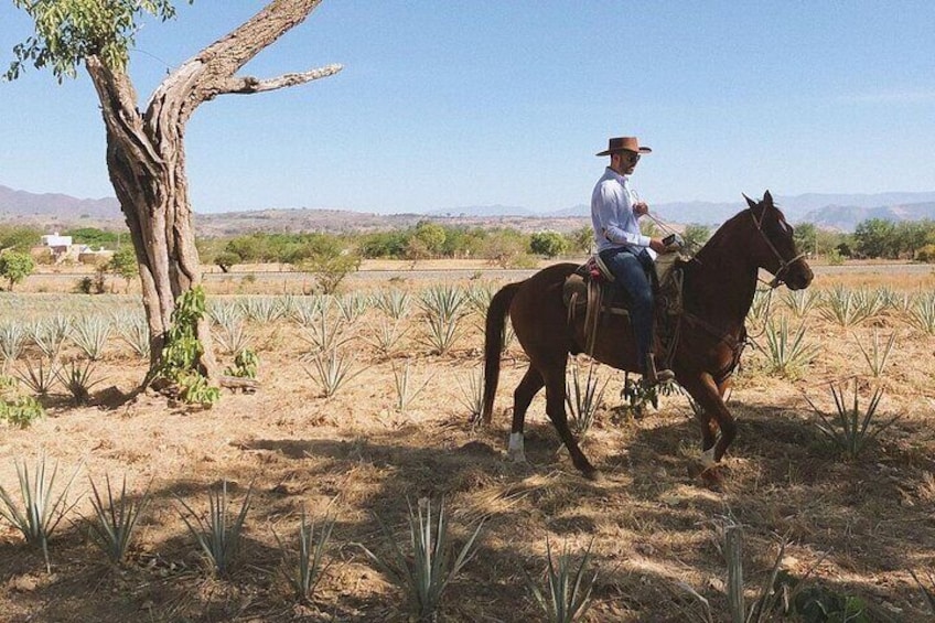 Visit to Tequila and Horseback Riding Among the Agave Landscape