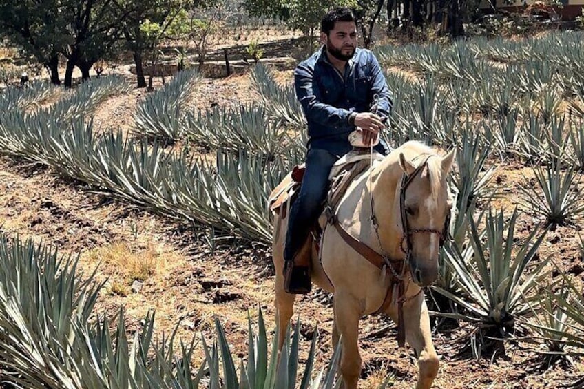 Visit to Tequila and Horseback Riding Among the Agave Landscape