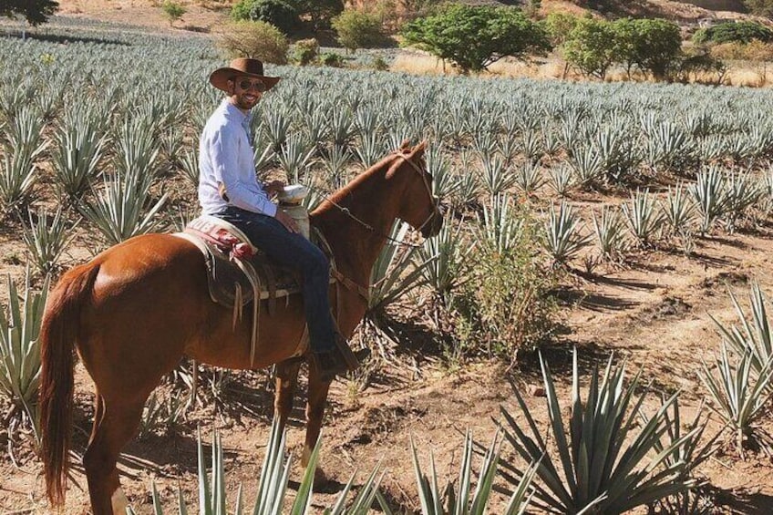 Visit to Tequila and Horseback Riding Among the Agave Landscape