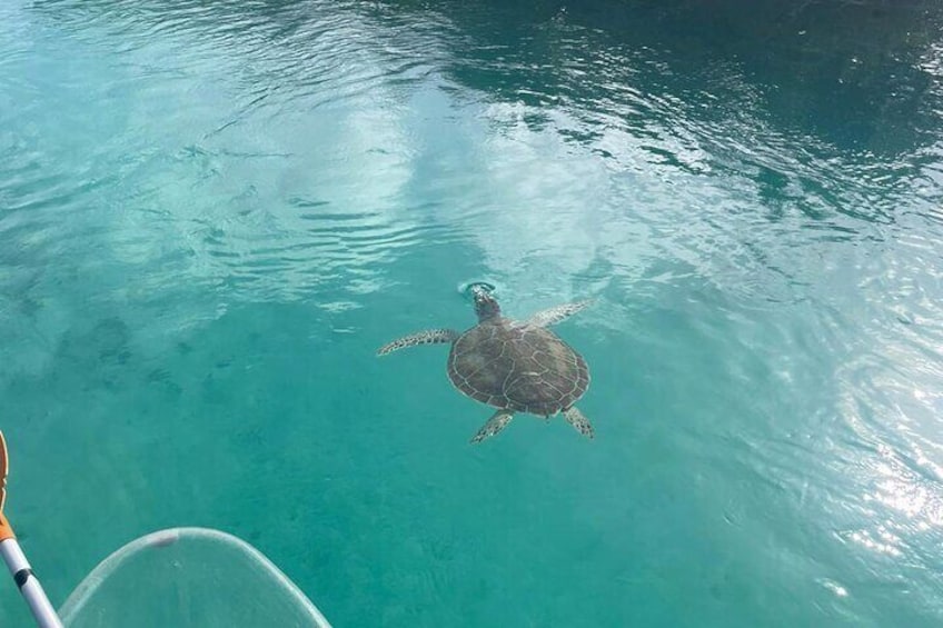 Clear Kayak Tour in Turks & Caicos Islands