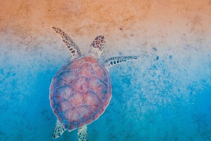 Clear Kayak Tour in Turks & Caicos Islands