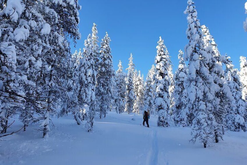 Guided Daytime Ski Adventure: Explore Private Trails by Rovaniemi