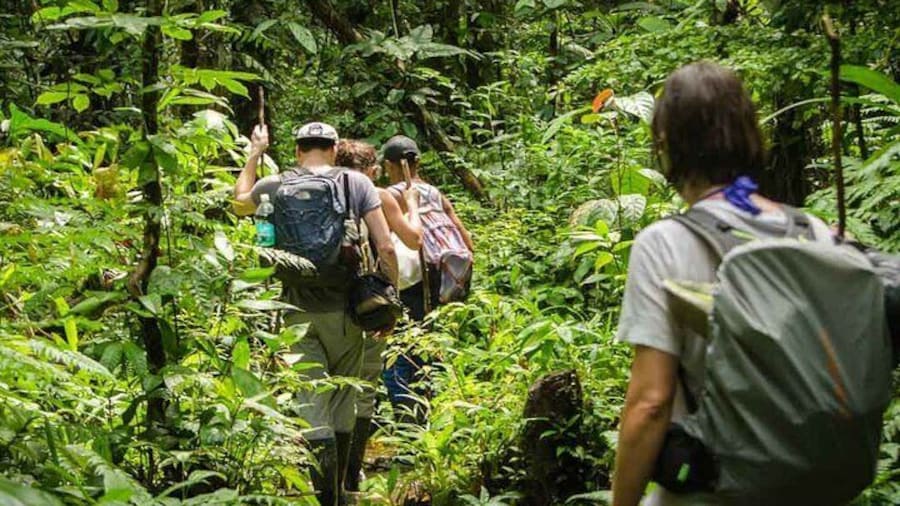 Full jungle experience tour