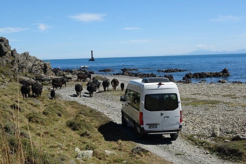 Cow herding