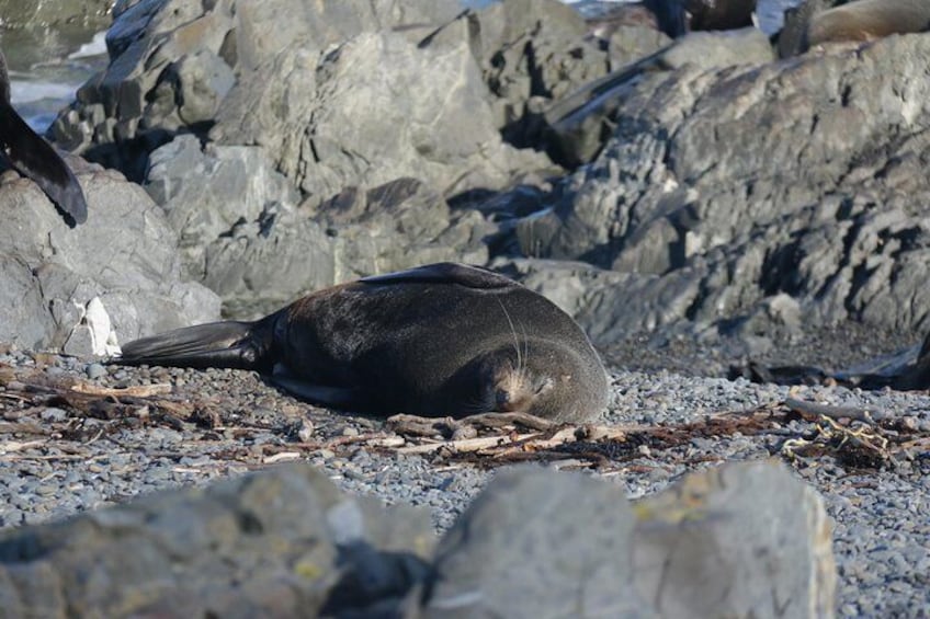 Seal Coast Safari Tour by 4WD