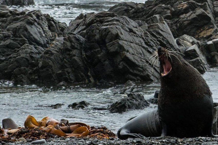 Male NZ Fur Seal