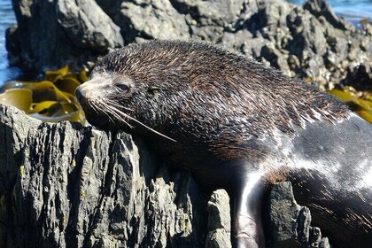 Seal Coast Safari - Exclusive access to Wellington's secret coast