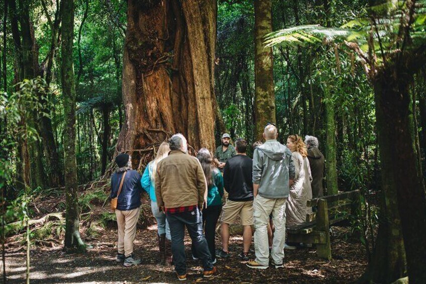 Learning about NZ's Flora & Fauna.