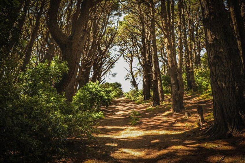 Wellington's Half Day Lord of the Rings Tour (including Weta Tour)