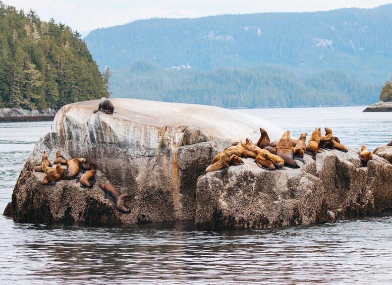 Picture 5 for Activity Telegraph Cove: Day Trip Kayaking Tour