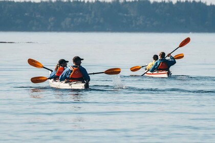 Telegraph Cove: excursión de un día en kayak