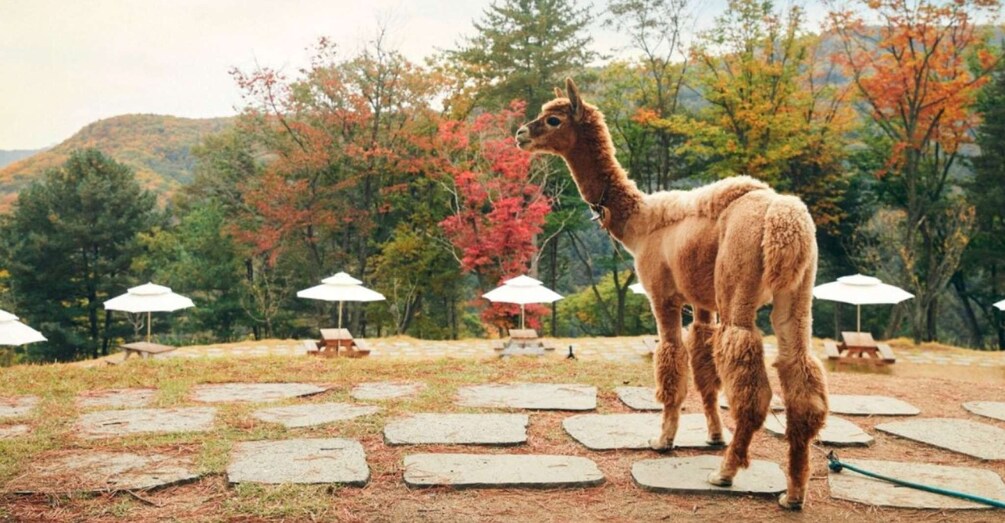 Picture 9 for Activity Seoul: The Painter Show with Nami Island or Alpaca World