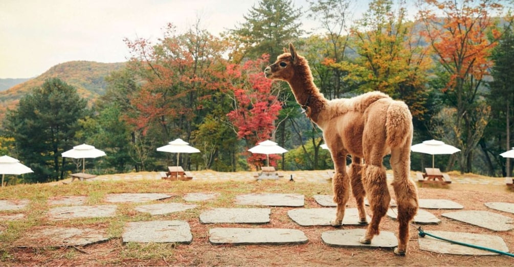 Picture 12 for Activity Seoul: The Painter Show with Nami Island or Alpaca World