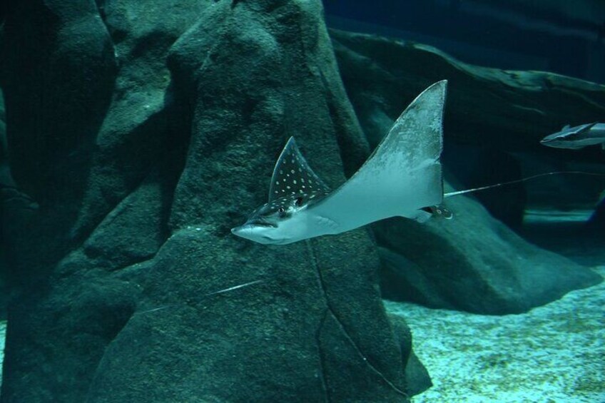 AquaRio - Marine Aquarium of Rio de Janeiro (largest Marine Aquarium in Latin America).