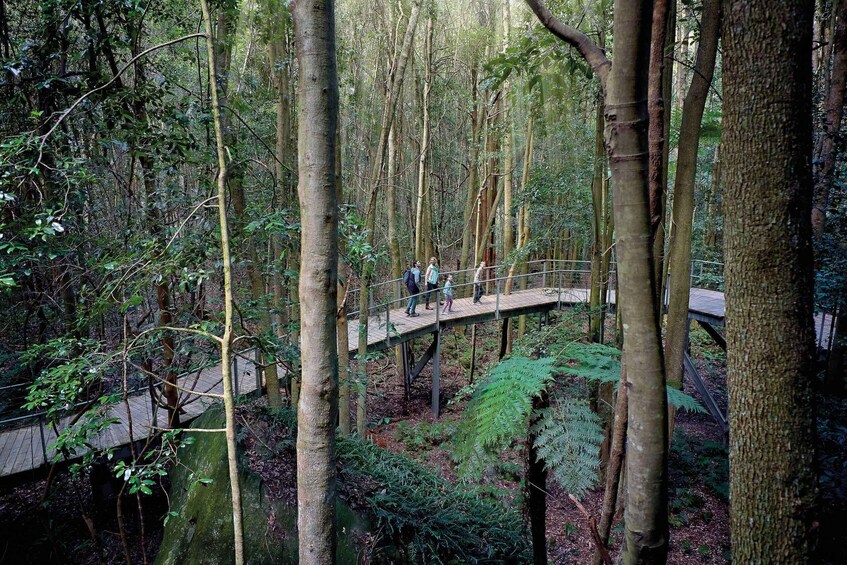 Picture 17 for Activity From Sydney: Blue Mountains, Sydney Zoo & Walking Tour