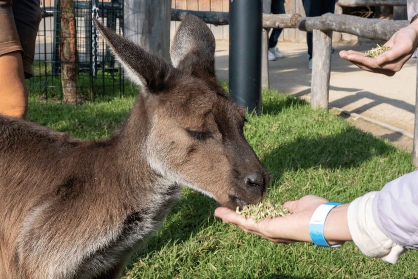 Picture 1 for Activity From Sydney: Blue Mountains, Sydney Zoo & Scenic World Tour